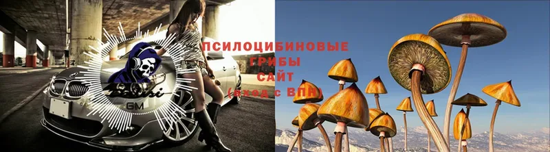 Галлюциногенные грибы Magic Shrooms  Рассказово 